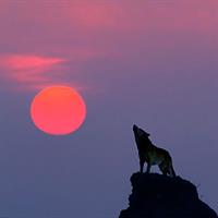 gray wolf